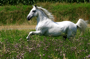 Lusitano 50  (23)